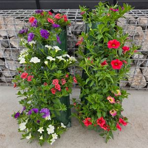 Bild von Wandhangers stek Calibrachoa divers